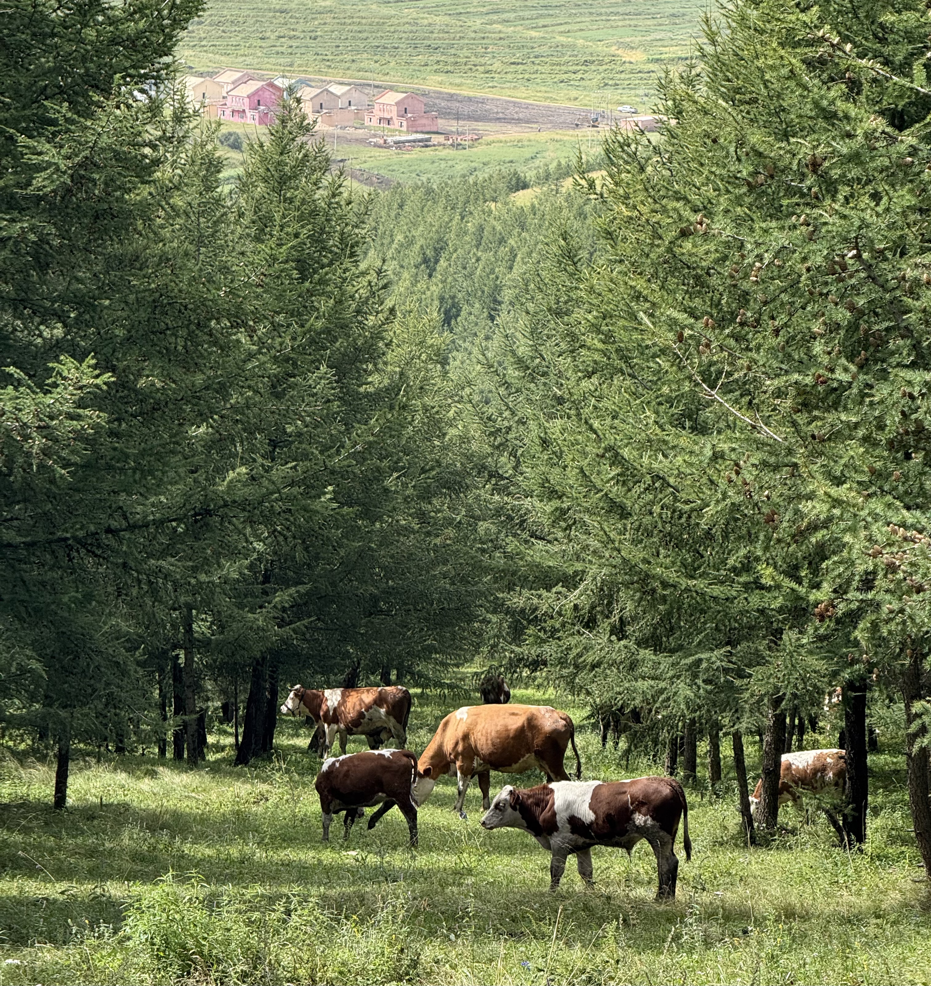 Cows grazing in a green forest